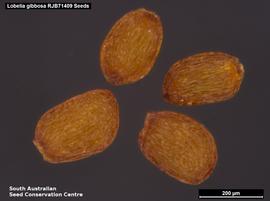  Seeds: nbsp;   Lobelia gibbosa ; Photo by South Australian Seed Conservation Centre, used with permission
